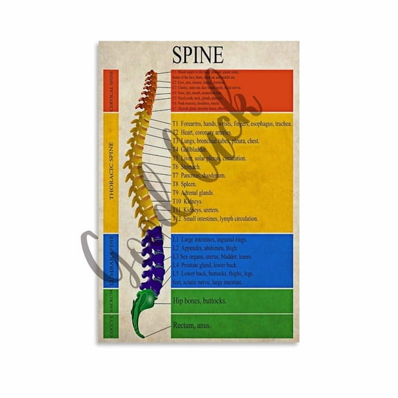 Human Spine Each Section Name And Description Poster Hospital Wall Art Canvas Painting Posters And Prints Wall Art for Living Room Bedroom Decor