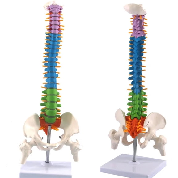 Human Spine With Pelvic Anatomy Model 45cm, Medical Science Teaching Biology Neurosurgery Resources Anatomical Models Skeleton
