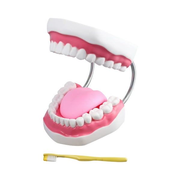 Creative Teeth Model Made by PVC Helpful to Help People to Know About Tooth