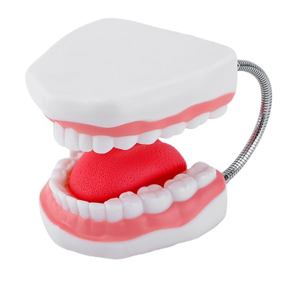Human Teeth Model with Removable Tongue Enlarged Teeth Tongue Anatomical Model Educational Teaching Props