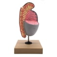 thumbnail image 1 of Human Testicle Model, Three Dimensional, with Hand Painted Details - Mounted on Stand, 9" tall - Eisco Labs, 1 of 8