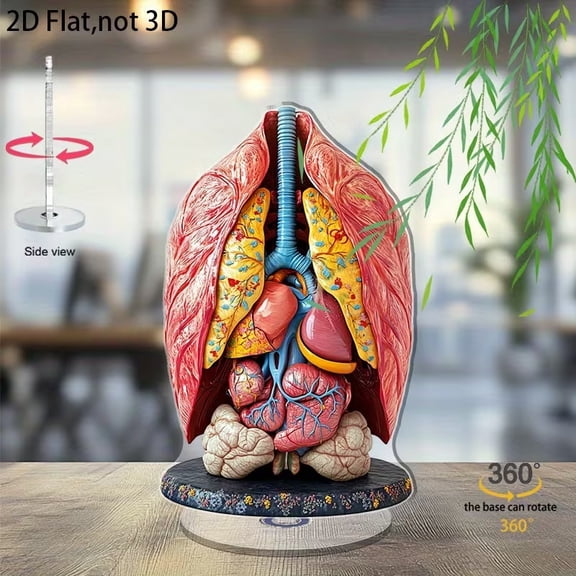 Human Thoracic Anatomy Model 2D Flat Design with Rotating Base