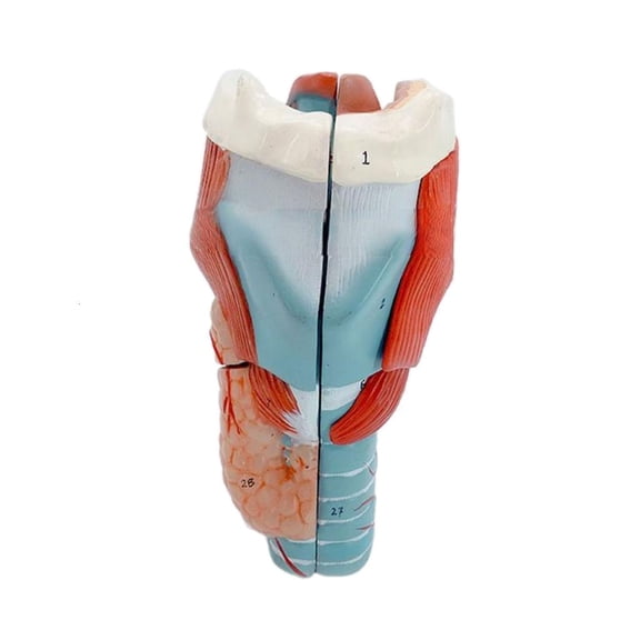 Human Throat Anatomy Model 2x Enlarged Throat Anatomy Model Teaching Prop