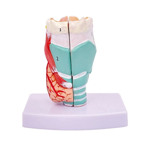 Human Throat Model, Anatomically Accurate Throat Model, Medical-Model