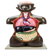 Human Torso Anatomy Model - African American - Life Size - Sexless - 8 Removable Parts - Eisco Labs