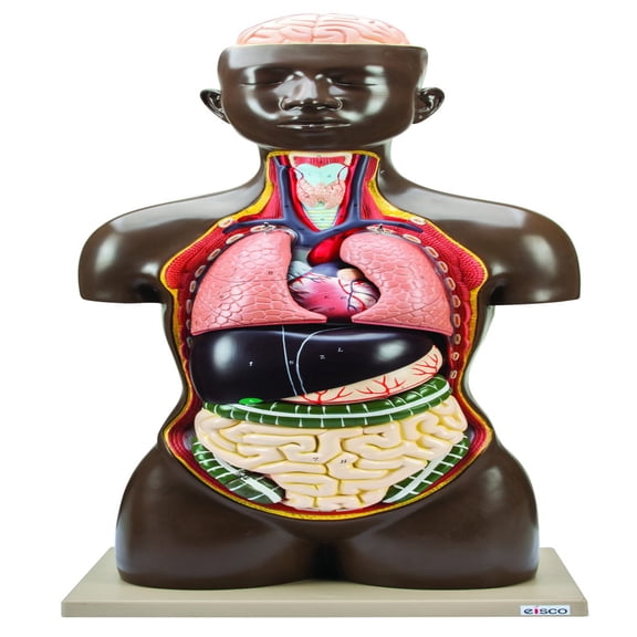 Human Torso Anatomy Model - African American - Life Size - Sexless - 8 Removable Parts - Eisco Labs