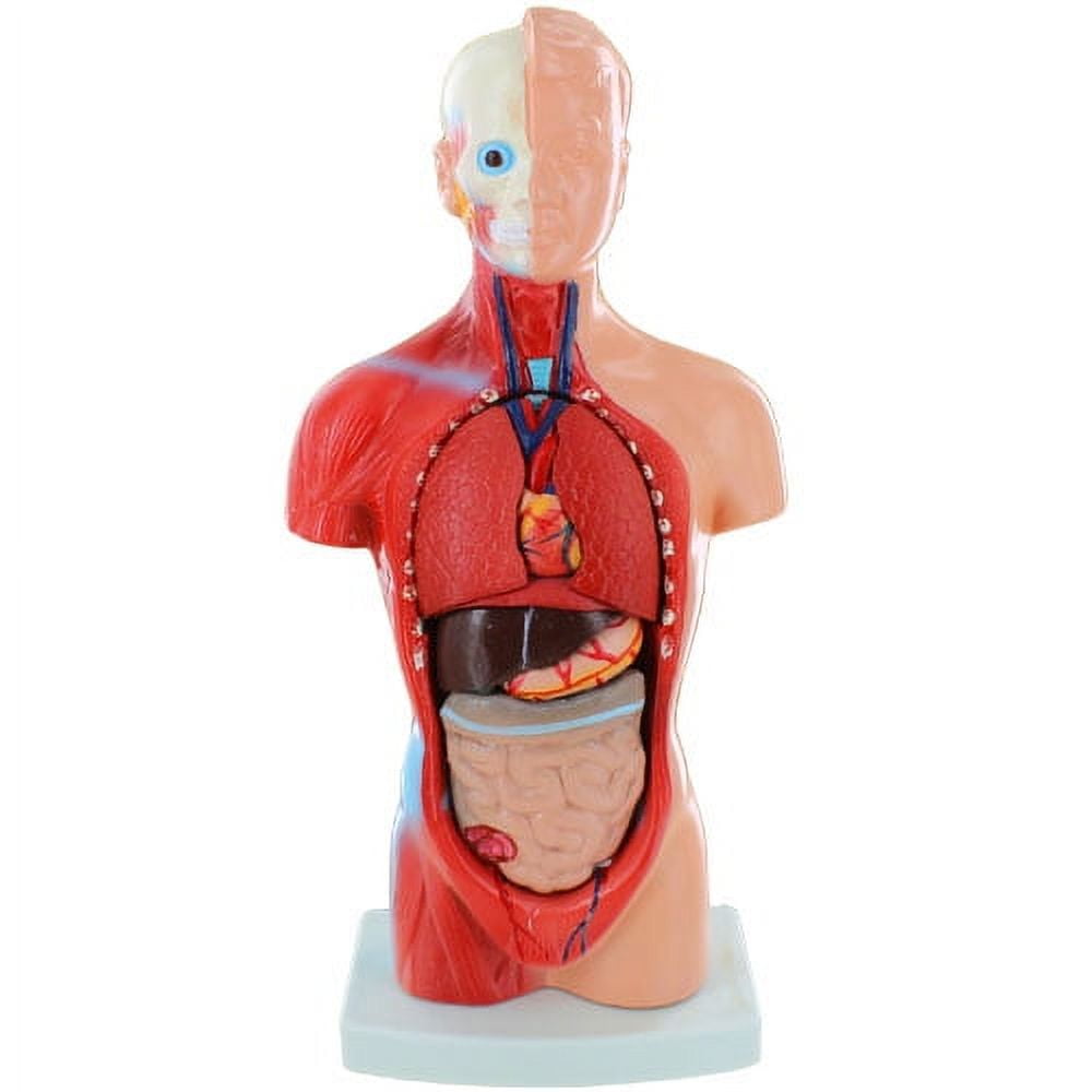 Organs Torso