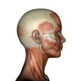 thumbnail image 1 of Human anatomy of female facial muscles, profile view Poster Print by Elena Duvernay/Stocktrek Images (11 x 17), 1 of 1