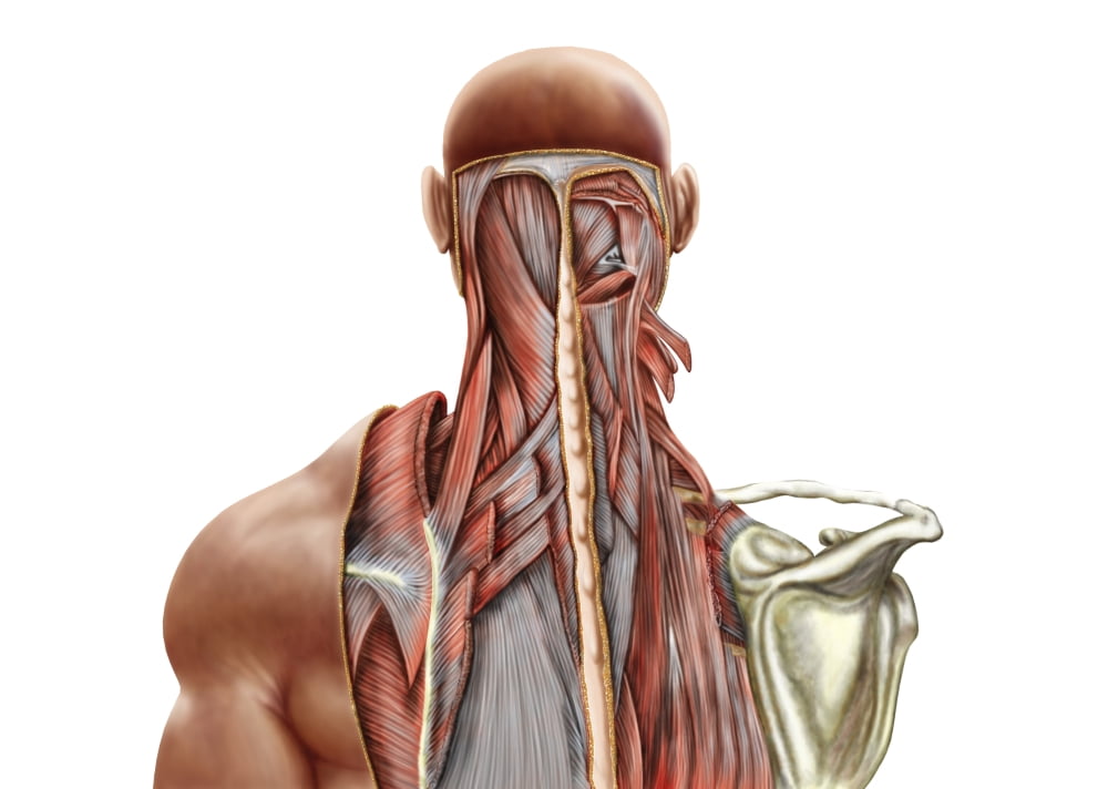 Human anatomy showing deep muscles in the neck and upper back Canvas Art - Stocktrek Images (33 x 24)