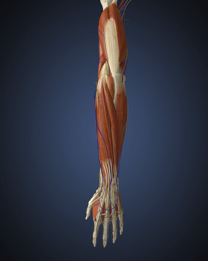 Human arm with bone muscles and nerves Canvas Art - Stocktrek Images (26 x 32)