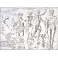 thumbnail image 1 of Human body Photographic Print Poster (24"x32") Anatomy of the principal parts, 1 of 1