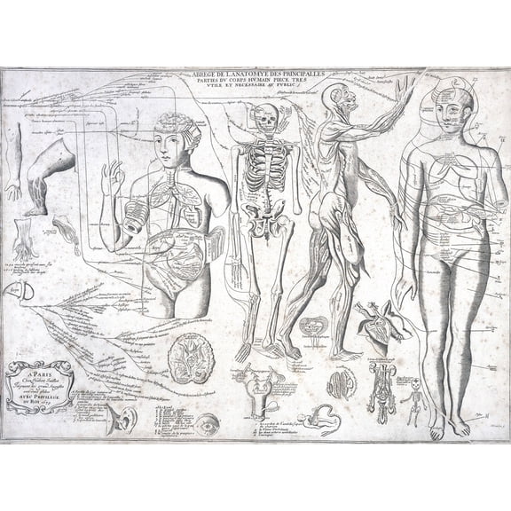 Human body Photographic Print Poster (24"x32") Anatomy of the principal parts