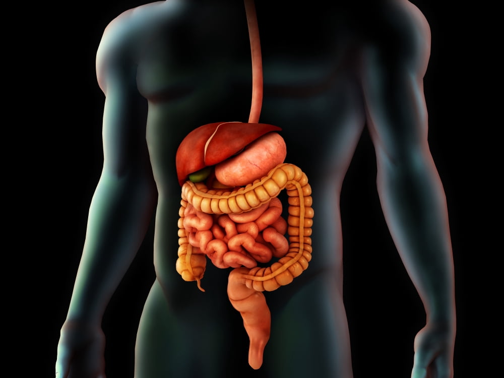 Human body and digestive system perspective view Canvas Art - Stocktrek Images (33 x 25)
