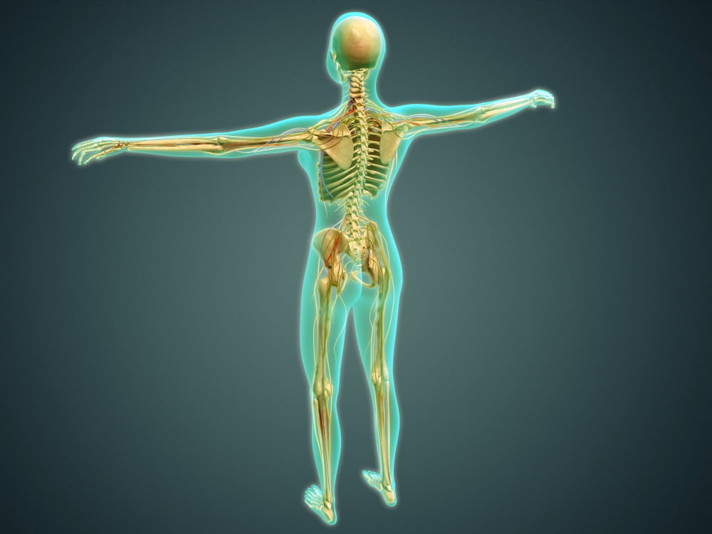 Human body showing skeletal system arteries veins and nervous system Canvas Art - Stocktrek Images (17 x 13)