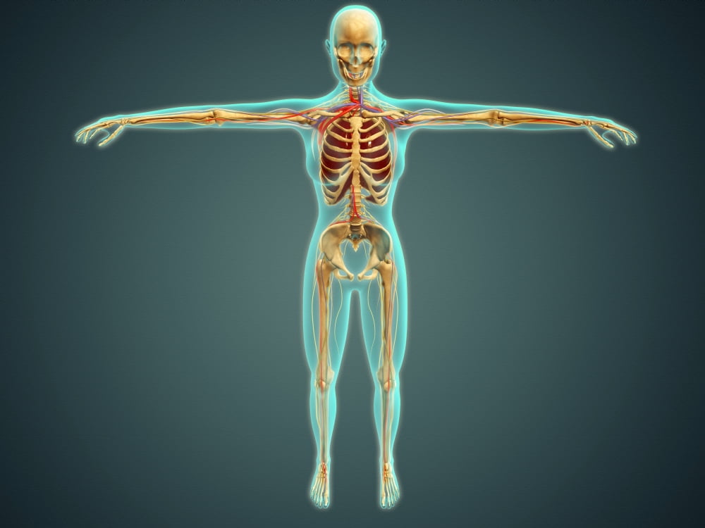 Human body showing skeletal system arteries veins and nervous system Canvas Art - Stocktrek Images (17 x 13)