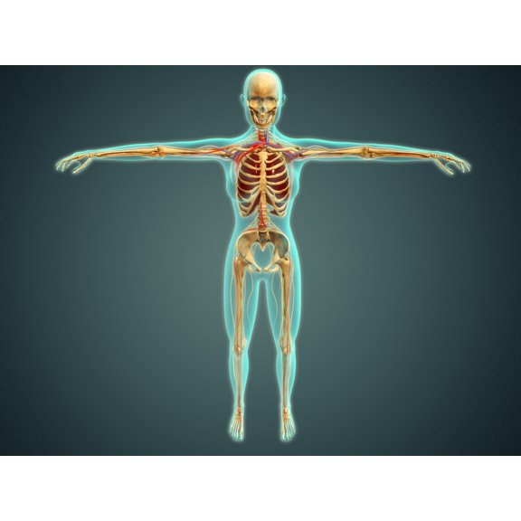 Human body showing skeletal system arteries veins and nervous system Canvas Art - Stocktrek Images (17 x 13)