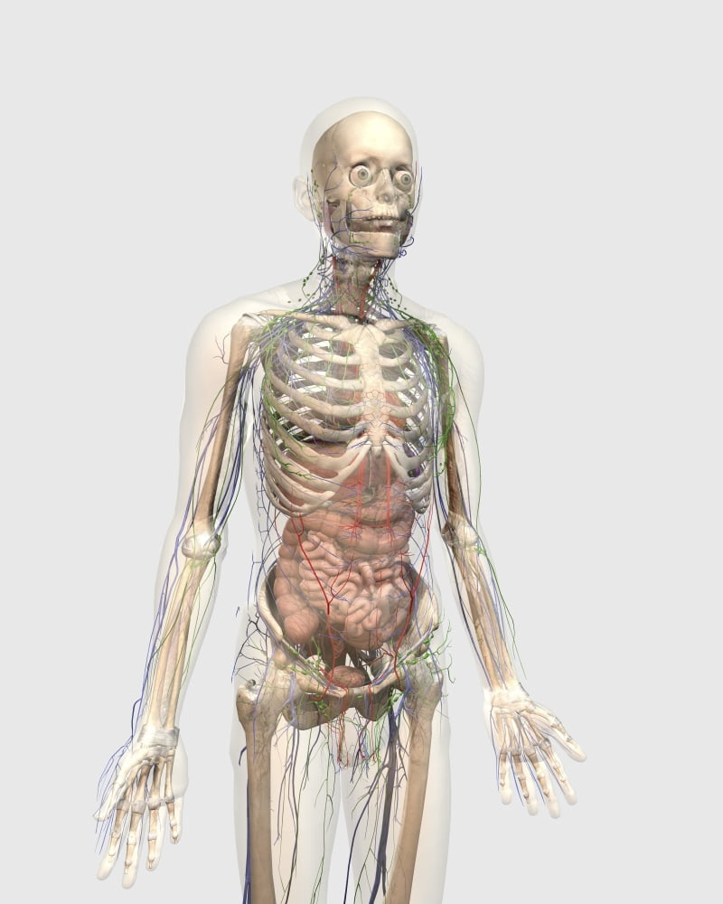 Human body with internal organs lymphatic system and circulatory system Canvas Art - Stocktrek Images (26 x 32)