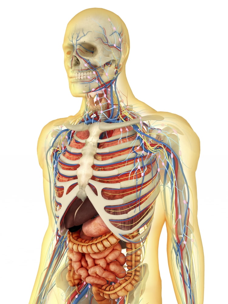 Human body with internal organs nervous system lymphatic system and circulatory system Canvas Art - Stocktrek Images (13 x 17)