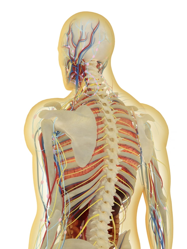 Human body with nervous system lymphatic system and circulatory system Canvas Art - Stocktrek Images (25 x 34)