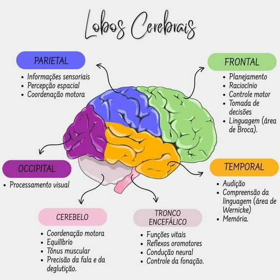 Human brain structure poster Suitable for medical education posters for students, and can also be used as classroom and hospital office decoration