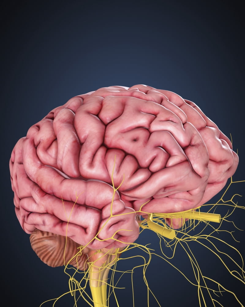 Human brain with nerves Canvas Art - Stocktrek Images (13 x 16)