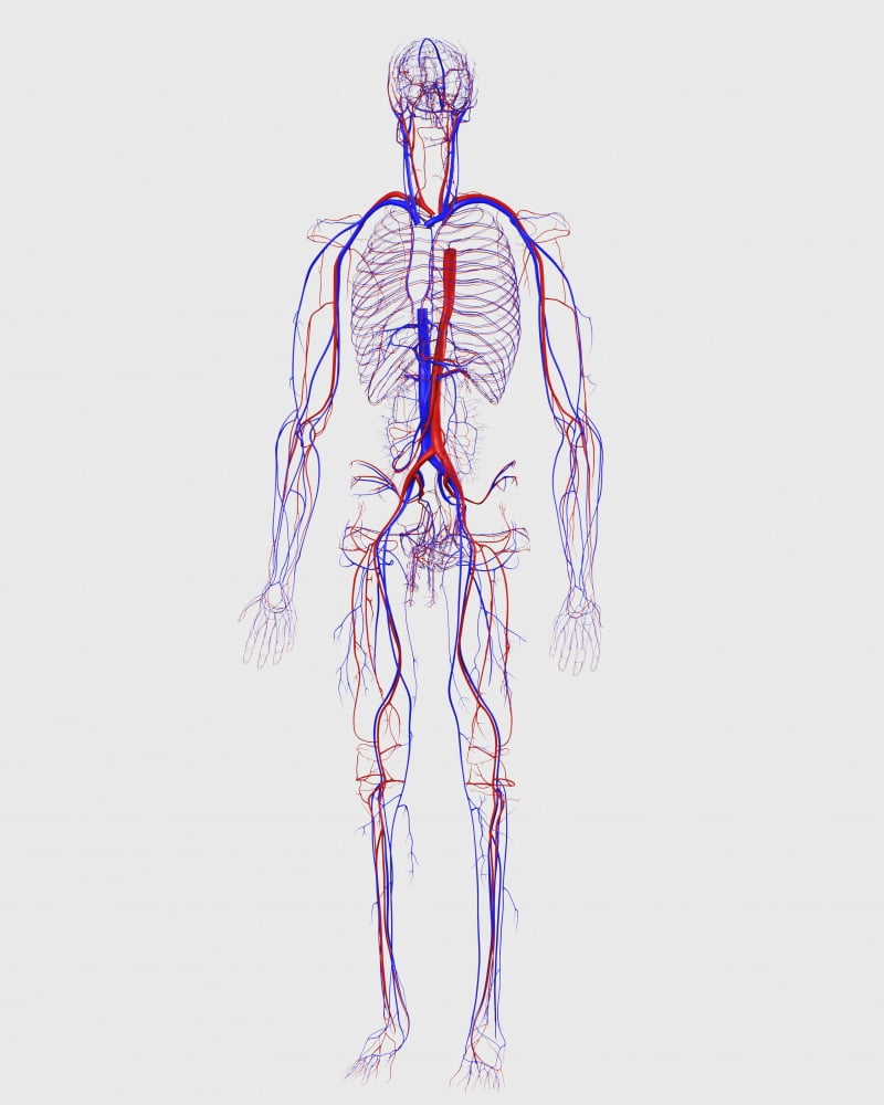 Human circulatory system Canvas Art - Stocktrek Images (13 x 16)