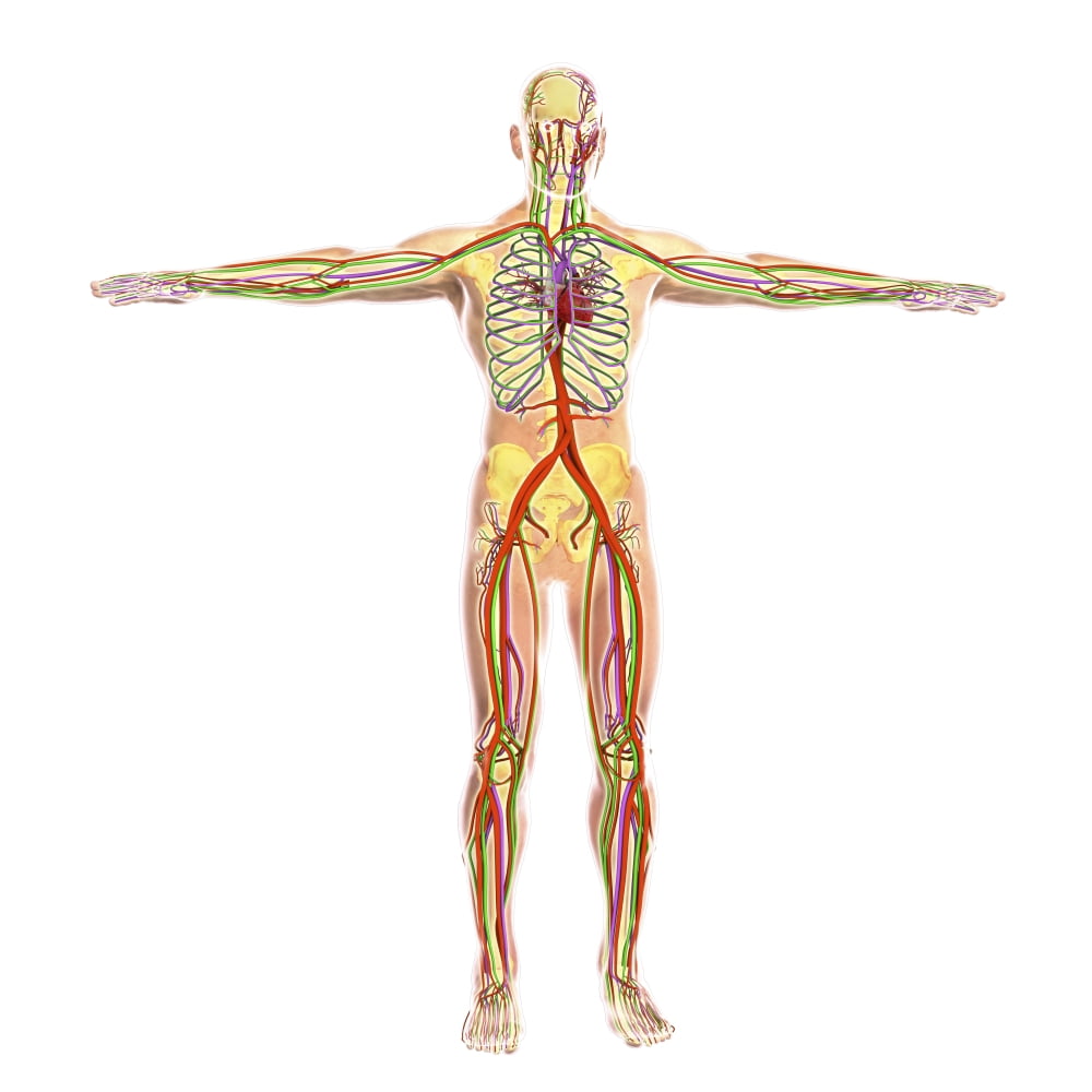 Human circulatory system Canvas Art - Stocktrek Images (29 x 29)