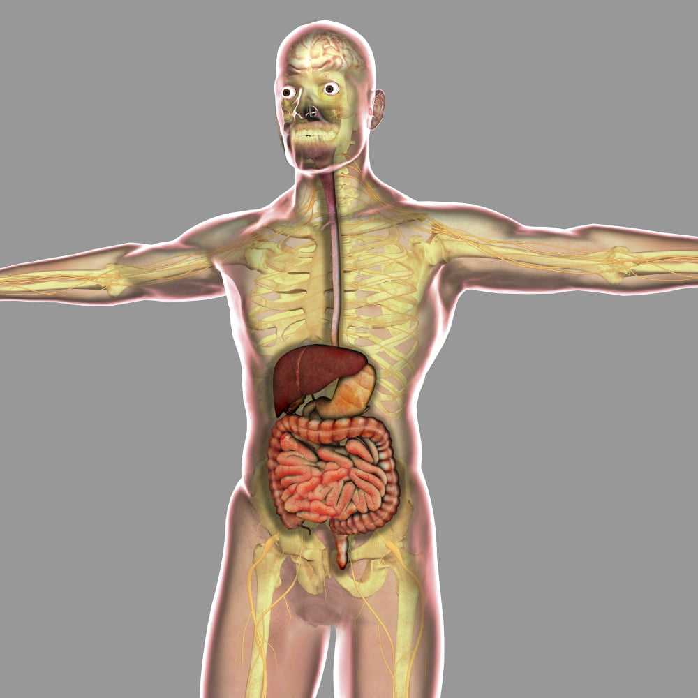 Human digestive system Canvas Art - Stocktrek Images (29 x 29)