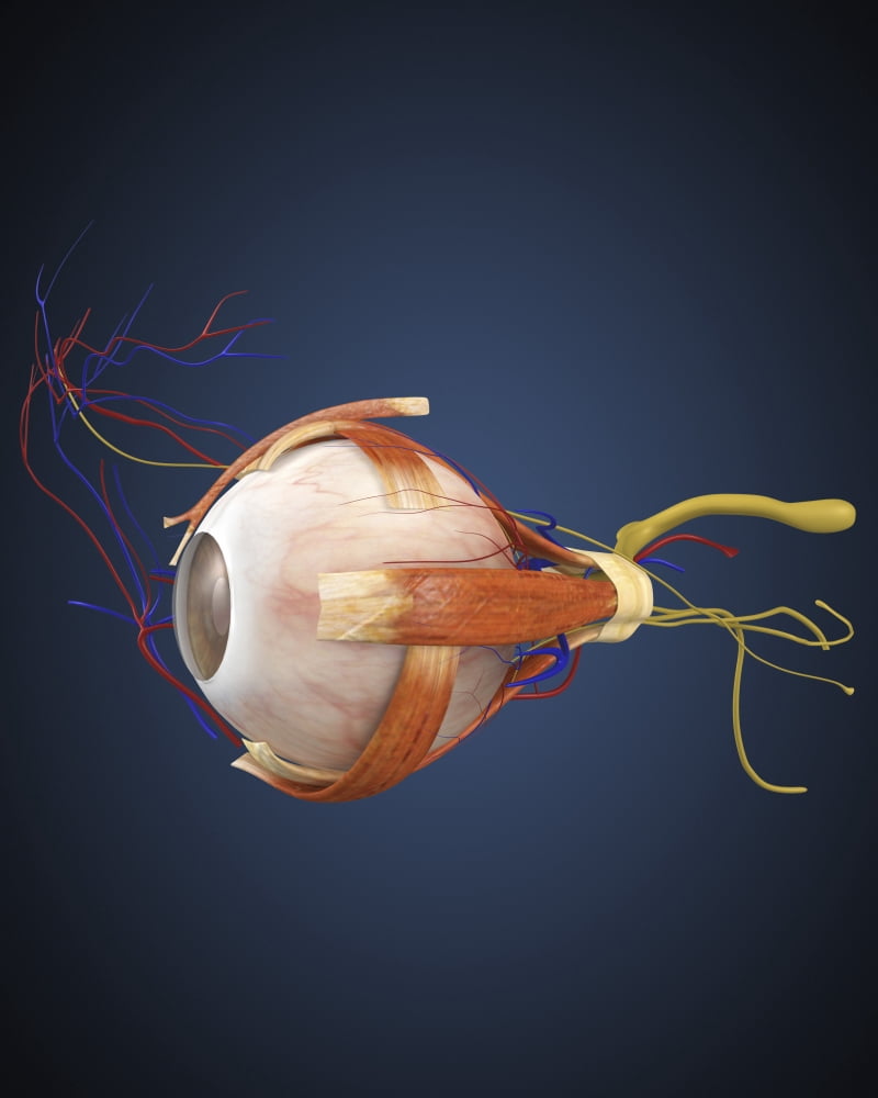 Human eye with muscles and circulatory system Canvas Art - Stocktrek Images (13 x 16)