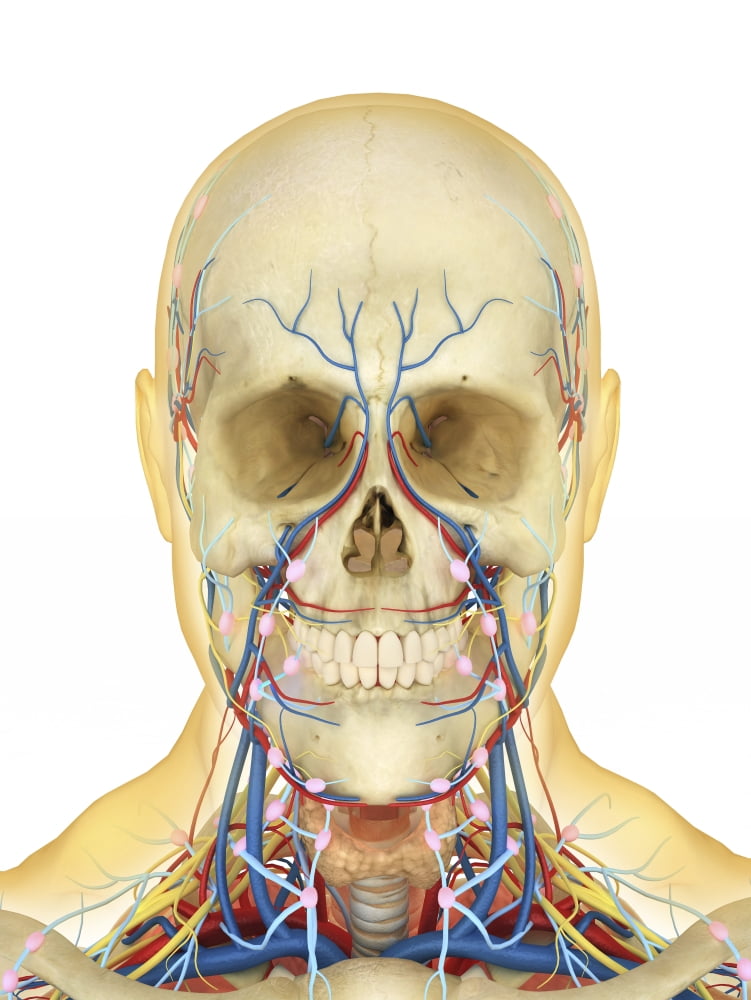 Human face and neck area with nervous system lymphatic system and circulatory system Canvas Art - Stocktrek Images (13 x 17)