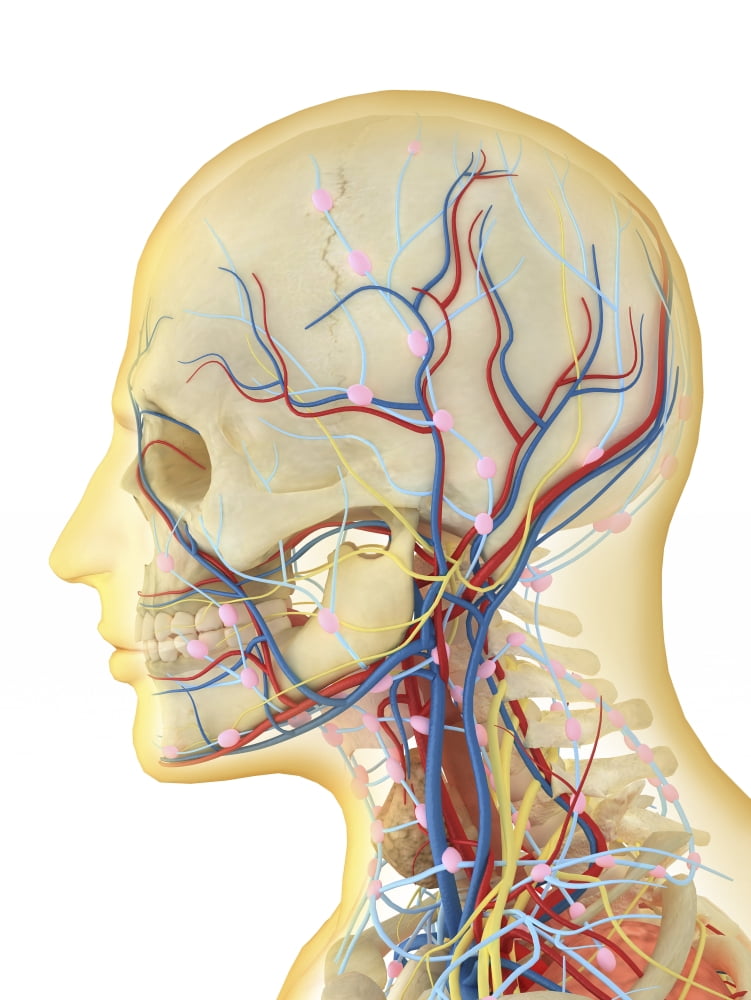 Human face and neck area with nervous system lymphatic system and circulatory system Canvas Art - Stocktrek Images (25 x 34)