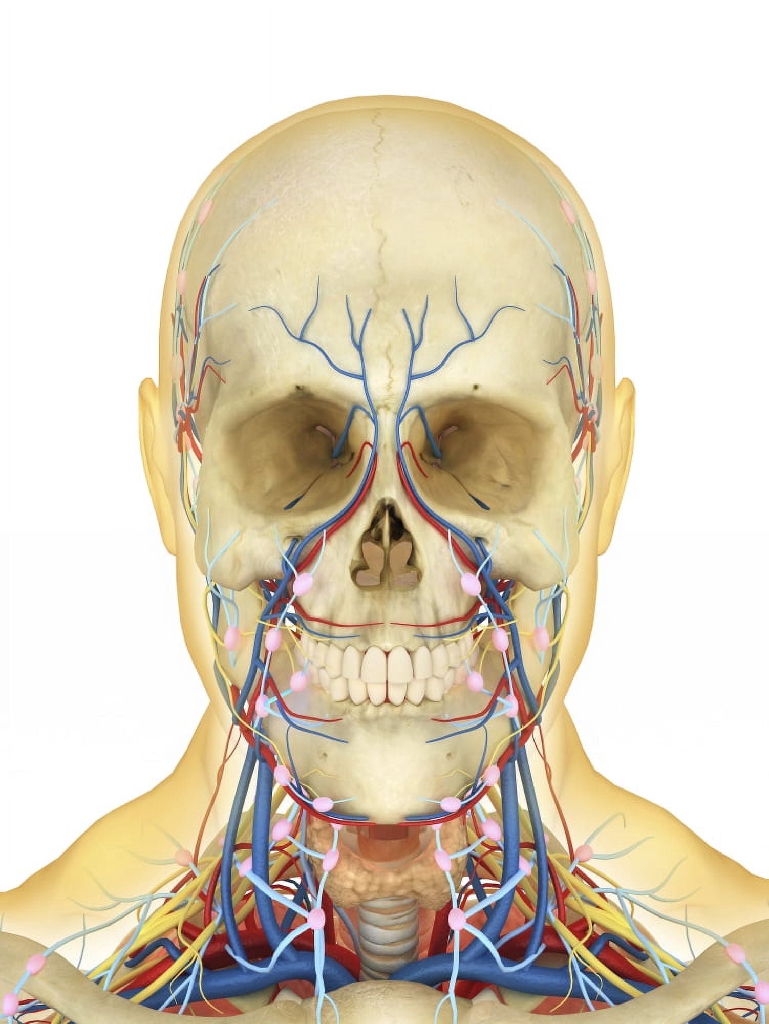 Human face and neck area with nervous system lymphatic system and circulatory system Canvas Art - Stocktrek Images (25 x 34)