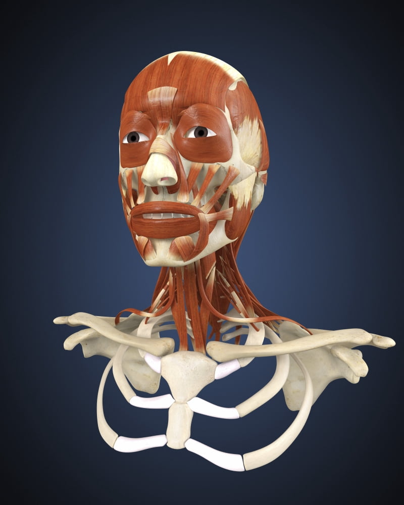 Human face with bone and muscles Canvas Art - Stocktrek Images (26 x 32)