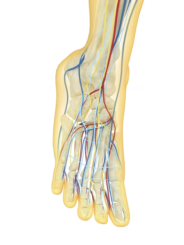 Human foot with nervous system lymphatic system and circulatory system Canvas Art - Stocktrek Images (25 x 34)