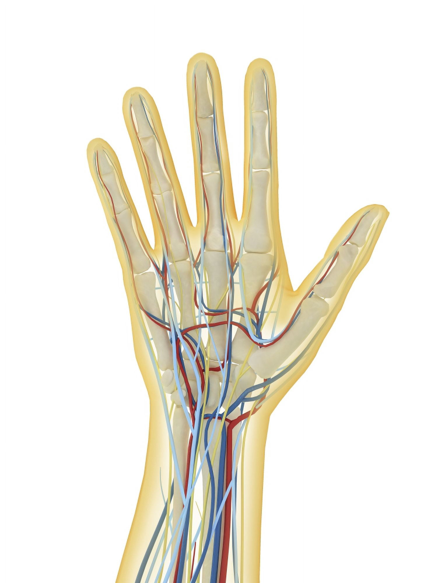 Human hand with nervous system lymphatic system and circulatory system Canvas Art - Stocktrek Images (25 x 34)