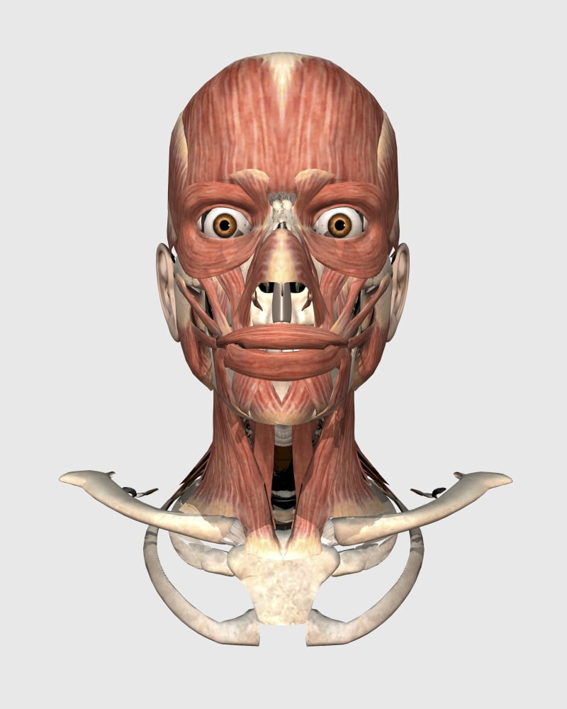 Human head showing bone and muscles Canvas Art - Stocktrek Images (26 x 32)