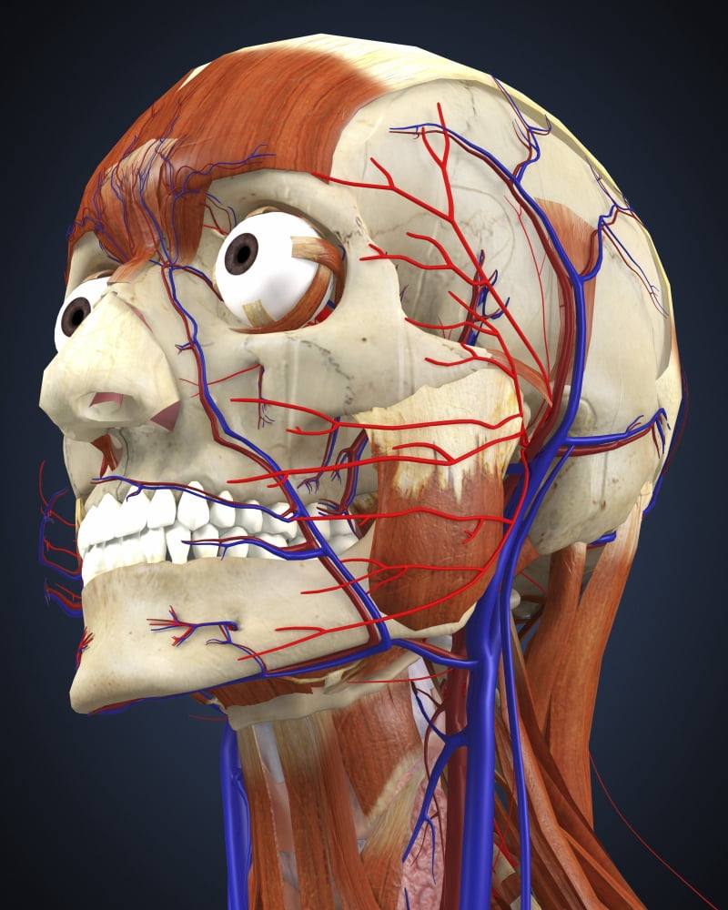 Human head with bone muscles and circulatory system Canvas Art - Stocktrek Images (13 x 16)