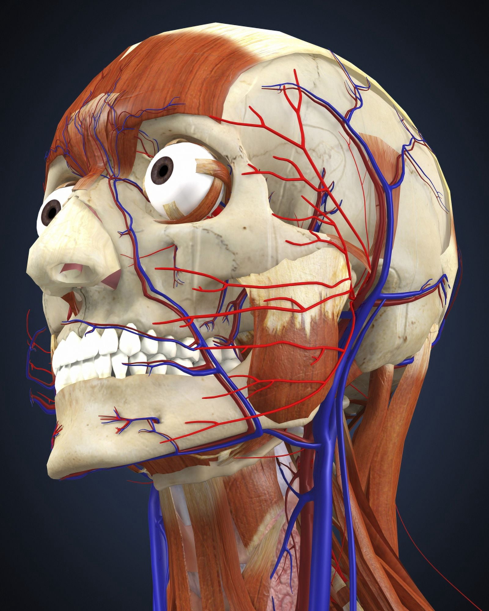 Human head with bone muscles and circulatory system Canvas Art - Stocktrek Images (26 x 32)
