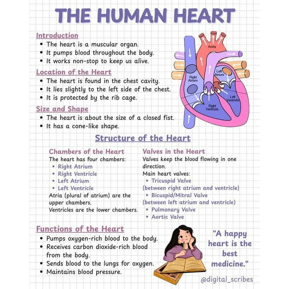 Human heart poster Suitable for medical education posters for students, and can also be used as classroom and hospital office decoration