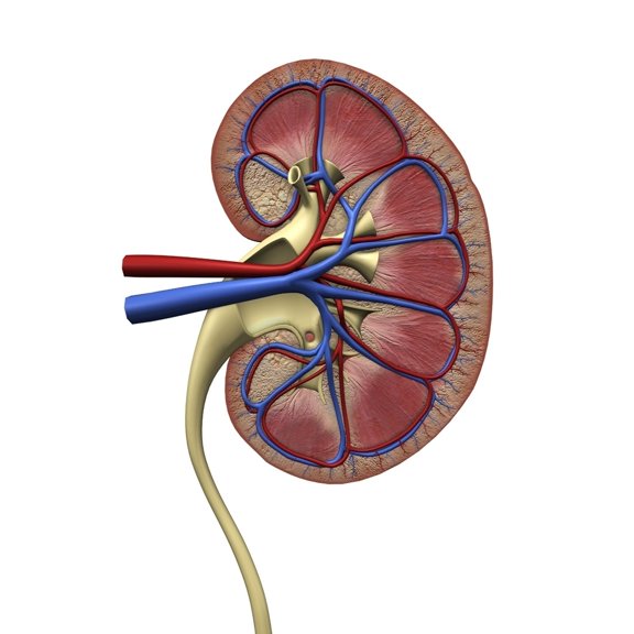 Human kidney anatomy  cross section. Poster Print by Hank Grebe/Stocktrek Images