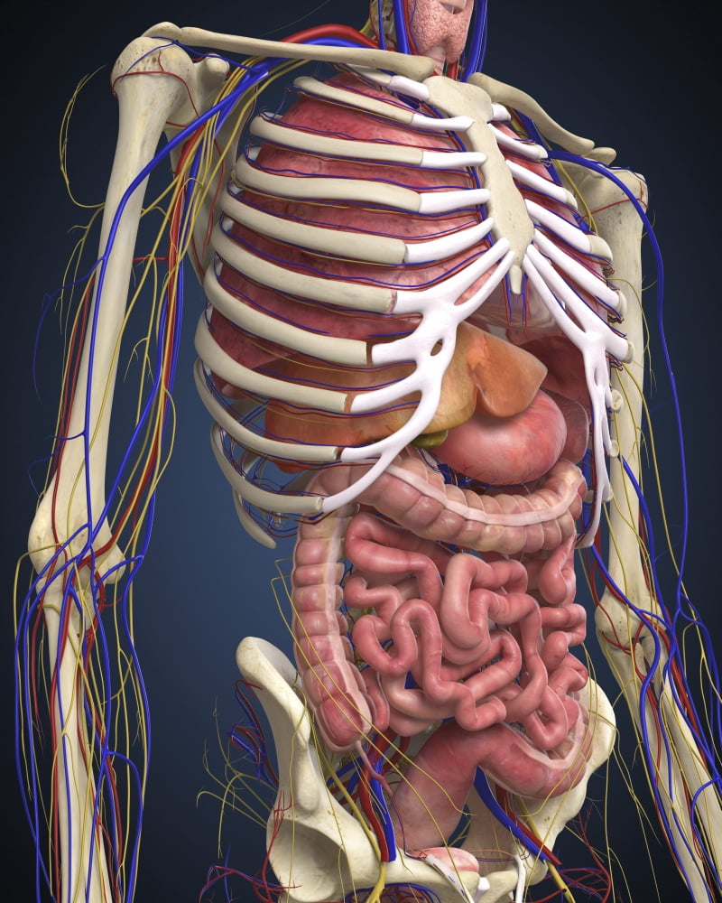 Human midsection with internal organs Canvas Art - Stocktrek Images (13 x 16)