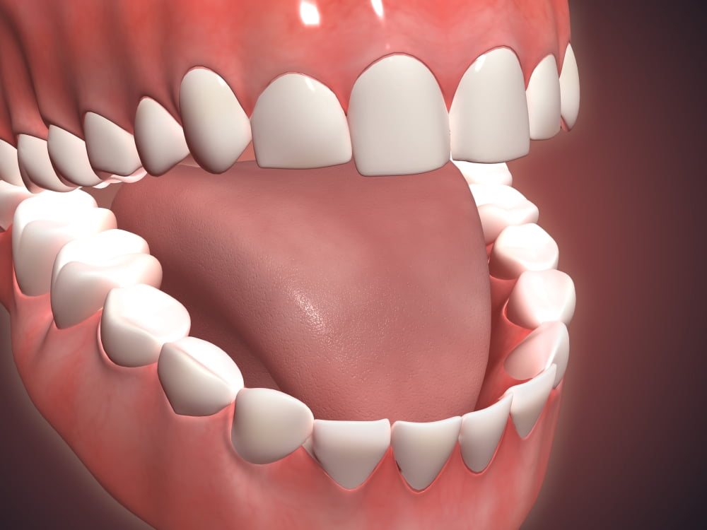 Human mouth open showing teeth gums and tongue Canvas Art - Stocktrek Images (17 x 13)