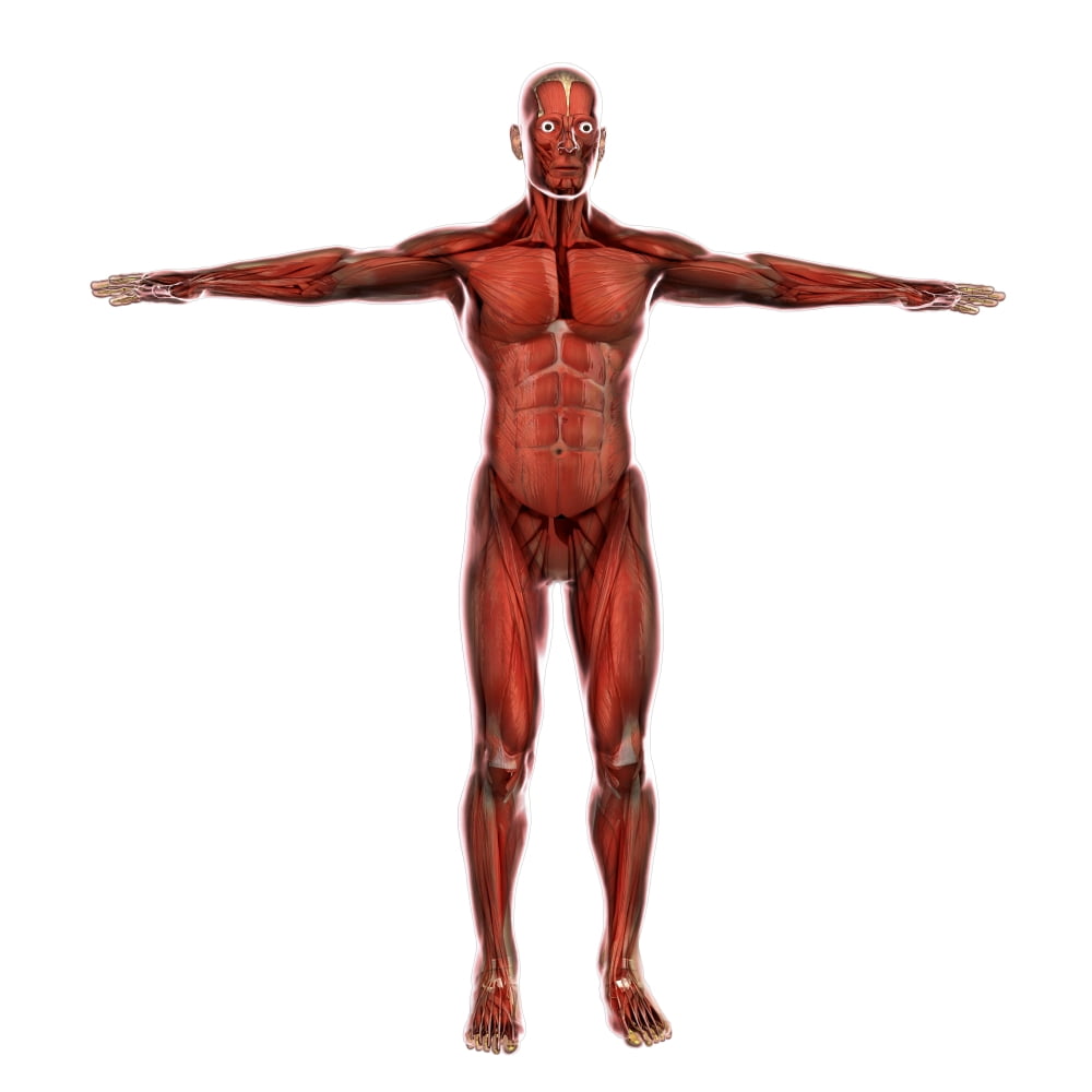 Human muscular system Canvas Art - Stocktrek Images (29 x 29)