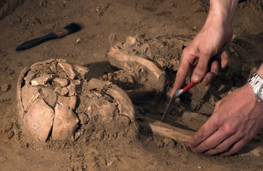 Human remains discovered during an archeological dig Canvas Art - Stocktrek Images (34 x 23)