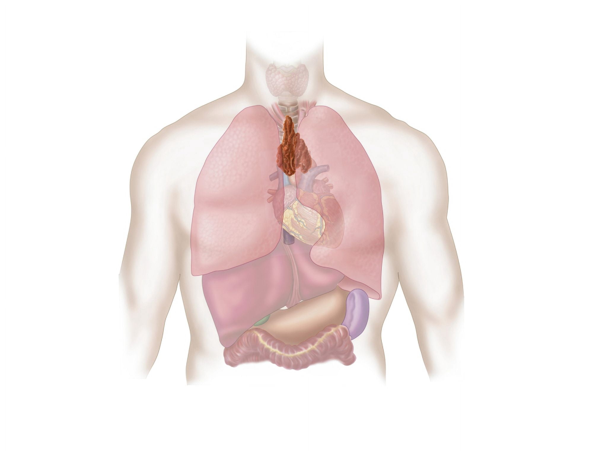Human respiratory and digestive system Canvas Art - Stocktrek Images (32 x 25)
