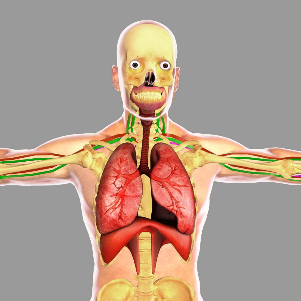 Human respiratory system Canvas Art - Stocktrek Images (29 x 29)