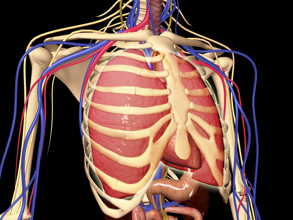 Human rib cage with lungs and nervous system Canvas Art - Stocktrek Images (17 x 13)