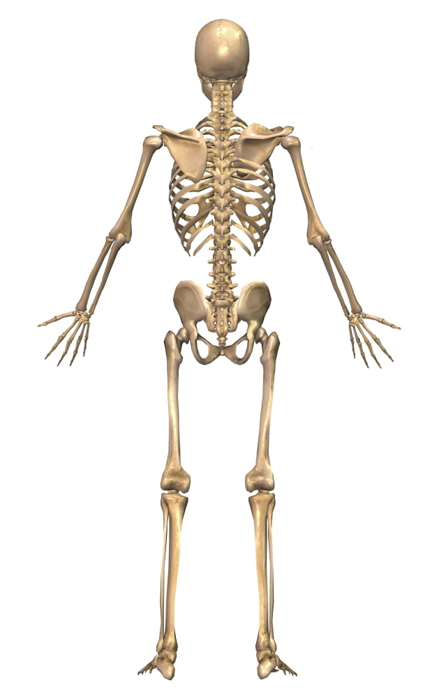 Human skeletal system back view Canvas Art - Stocktrek Images (11 x 18)