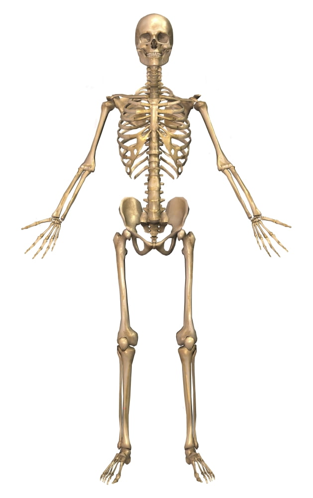 Human skeletal system front view Canvas Art - Stocktrek Images (11 x 18)