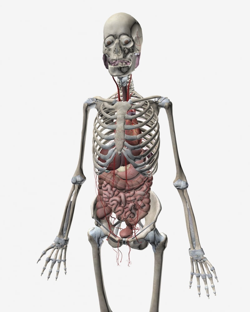 Human skeletal system with organs of the digestive system visible Canvas Art - Stocktrek Images (13 x 16)
